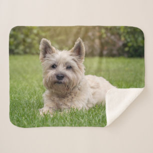 Cutest Baby Animals Cairn Terrier Dog Sherpa Blanket