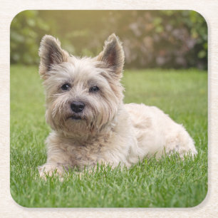 Cutest Baby Animals Cairn Terrier Dog Square Paper Coaster