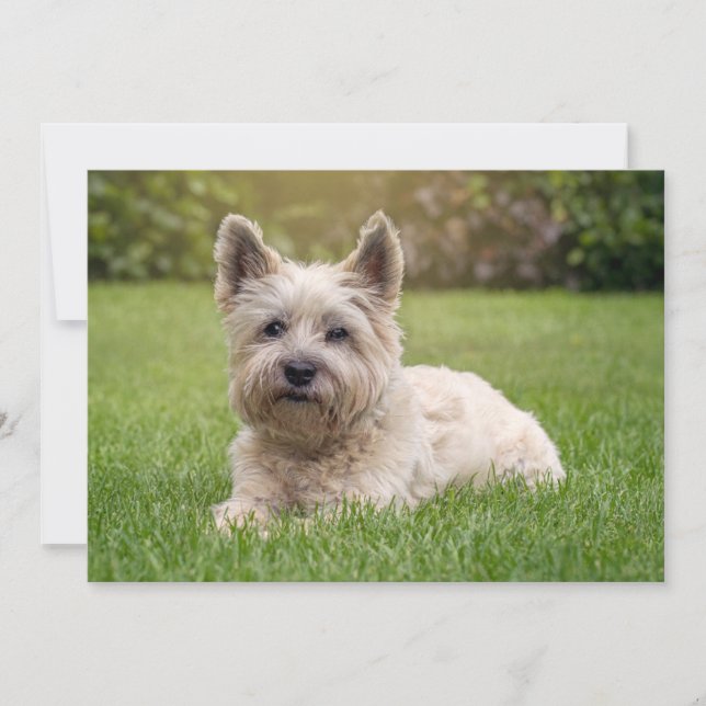Cutest Baby Animals | Cairn Terrier Dog Thank You Card (Front)