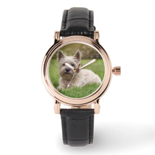 Cutest Baby Animals   Cairn Terrier Dog Watch