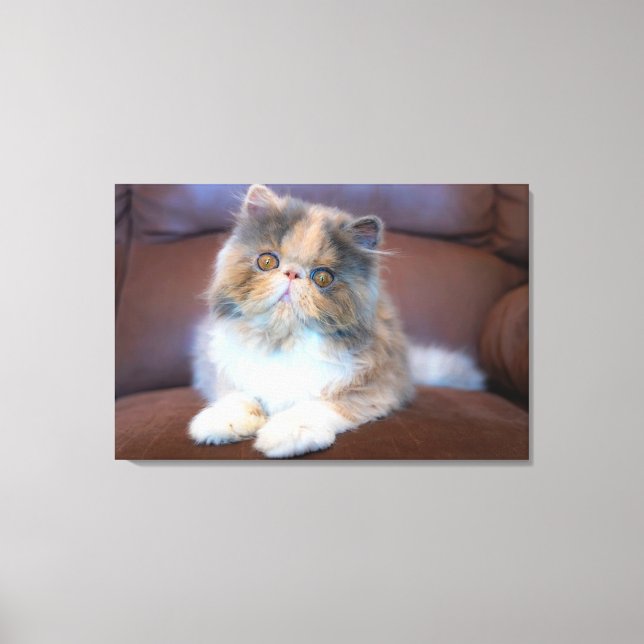 Cutest Baby Animals | Calico Persian Kitten Canvas Print (Front)