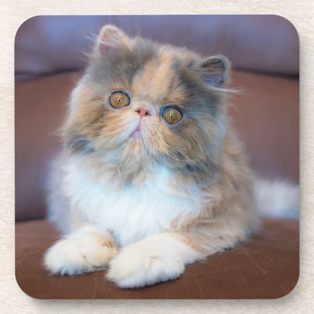 Cutest Baby Animals | Calico Persian Kitten Coaster (Front)