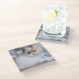 Cutest Baby Animals   Calico Persian Kitten Glass Coaster