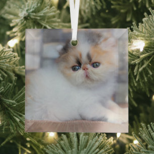 Cutest Baby Animals   Calico Persian Kitten Glass Ornament