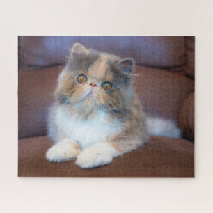 Cutest Baby Animals Calico Persian Kitten Jigsaw Puzzle