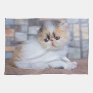 Cutest Baby Animals   Calico Persian Kitten Kitchen Towel
