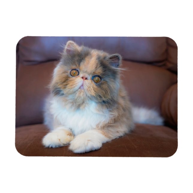 Cutest Baby Animals | Calico Persian Kitten Magnet (Horizontal)