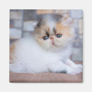 Cutest Baby Animals Calico Persian Kitten Magnet