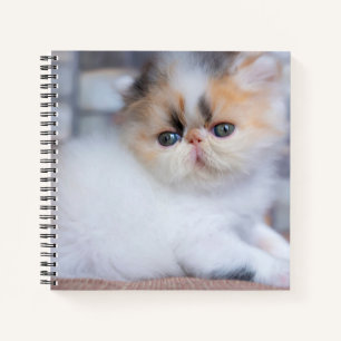 Cutest Baby Animals Calico Persian Kitten Notebook