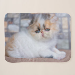 Cutest Baby Animals   Calico Persian Kitten Sherpa Blanket