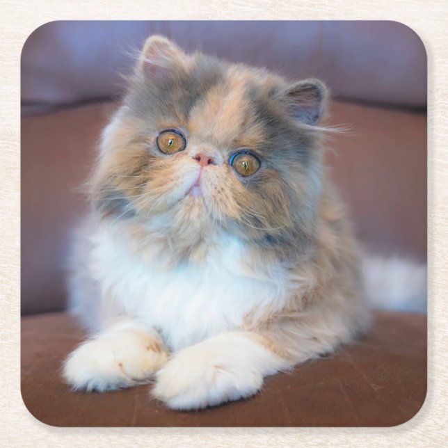 Cutest Baby Animals | Calico Persian Kitten Square Paper Coaster (Front)
