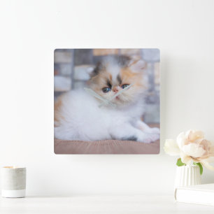 Cutest Baby Animals   Calico Persian Kitten Square Wall Clock