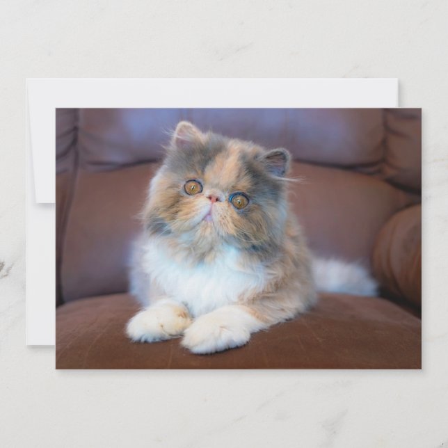 Cutest Baby Animals | Calico Persian Kitten Thank You Card (Front)