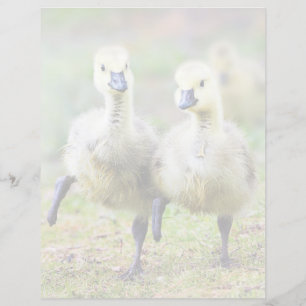 Cutest Baby Animals   Canadian Goose Goslings