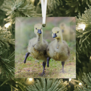 Cutest Baby Animals   Canadian Goose Goslings Glass Ornament