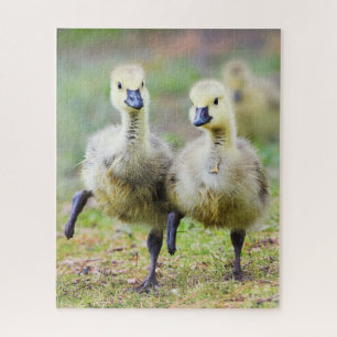 Cutest Baby Animals   Canadian Goose Goslings Jigsaw Puzzle