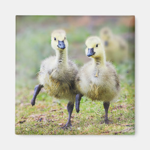 Cutest Baby Animals   Canadian Goose Goslings Magnet