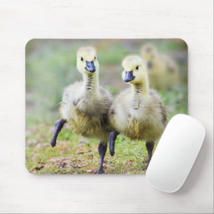 Cutest Baby Animals Canadian Goose Goslings Mouse Pad