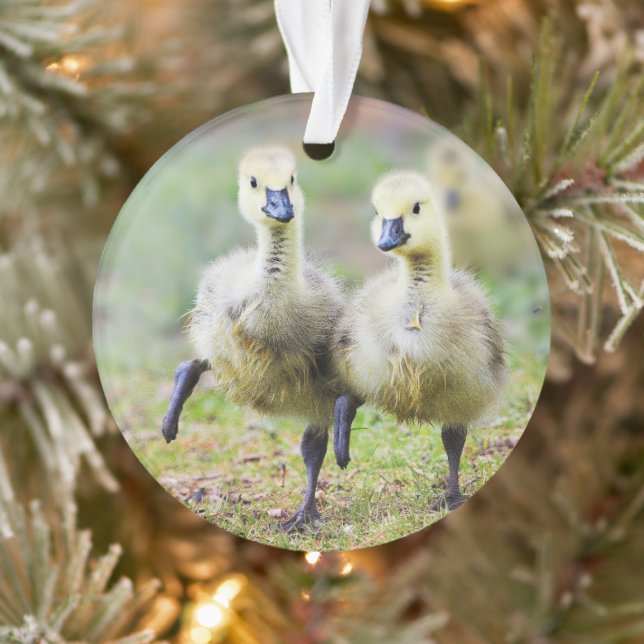 Cutest Baby Animals | Canadian Goose Goslings Ornament (Tree)