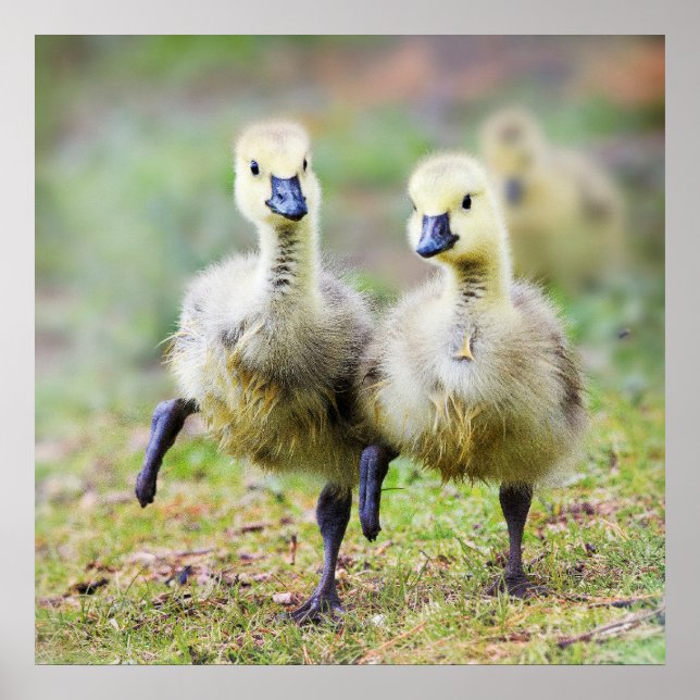 Cutest Baby Animals | Canadian Goose Goslings Poster (Front)
