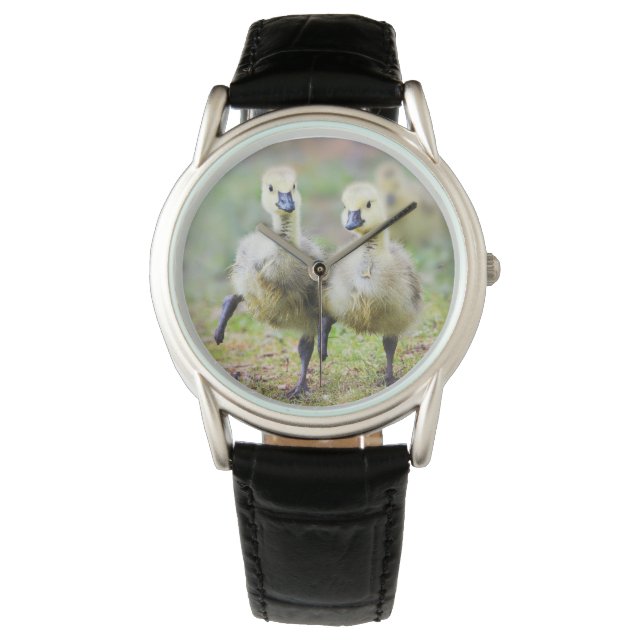 Cutest Baby Animals | Canadian Goose Goslings Watch (Front)