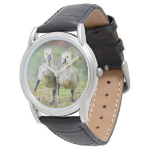 Cutest Baby Animals Canadian Goose Goslings Watch