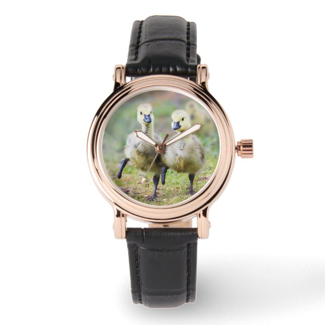 Cutest Baby Animals | Canadian Goose Goslings Watch (Front)