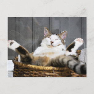 Cutest Baby Animals   Cat in Bed Postcard