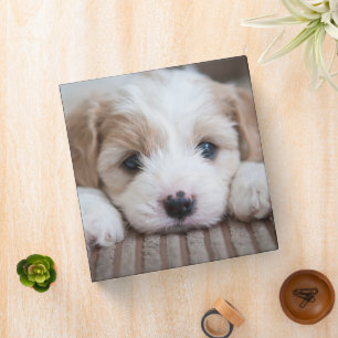 Cutest Baby Animals Cavashon Puppy Binder