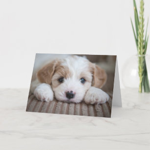 Cutest Baby Animals   Cavashon Puppy Card