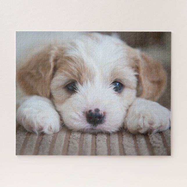 Cutest Baby Animals | Cavashon Puppy Jigsaw Puzzle (Horizontal)