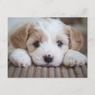 Cutest Baby Animals   Cavashon Puppy Postcard