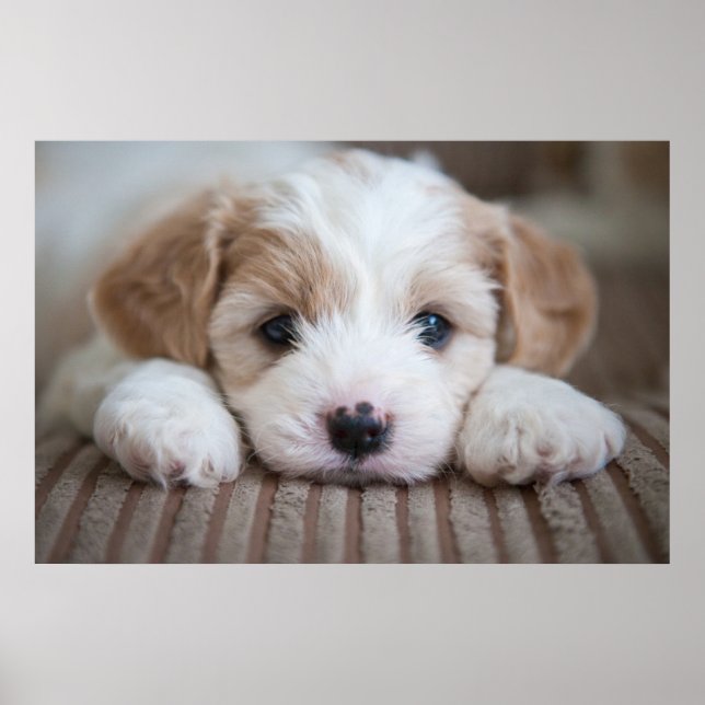 Cutest Baby Animals | Cavashon Puppy Poster (Front)
