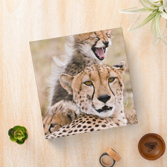 Cutest Baby Animals | Cheetah Cat & Cub Binder (In Situ)