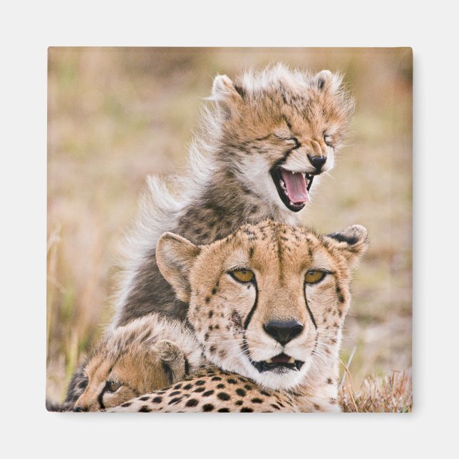 Cutest Baby Animals | Cheetah Cat & Cub Magnet (Front)