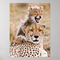 Cutest Baby Animals | Cheetah Cat & Cub