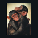 Cutest Baby Animals | Chimpanzee Hug Postcard<br><div class="desc">This Getty Cutest Baby Animals photo features a young chimpanzee hug.</div>