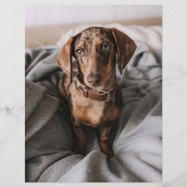 Cutest Baby Animals | Chocolate Dapple Dachshund (Front)