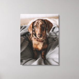 Cutest Baby Animals   Chocolate Dapple Dachshund Canvas Print