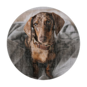 Cutest Baby Animals Chocolate Dapple Dachshund Cutting Board