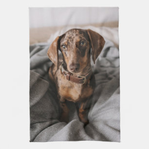 Cutest Baby Animals   Chocolate Dapple Dachshund Kitchen Towel