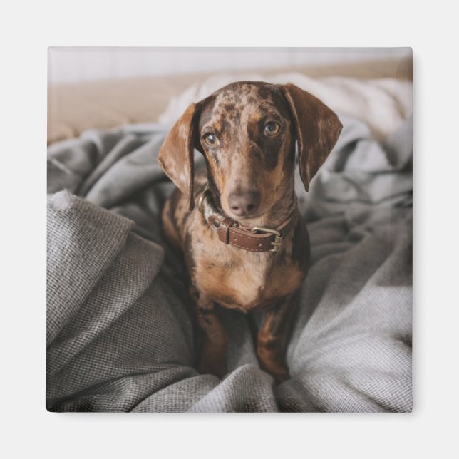 Cutest Baby Animals | Chocolate Dapple Dachshund Magnet (Front)