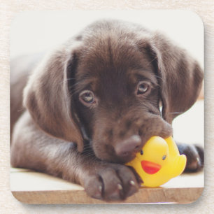 Cutest Baby Animals   Chocolate Labrador Puppy Coaster