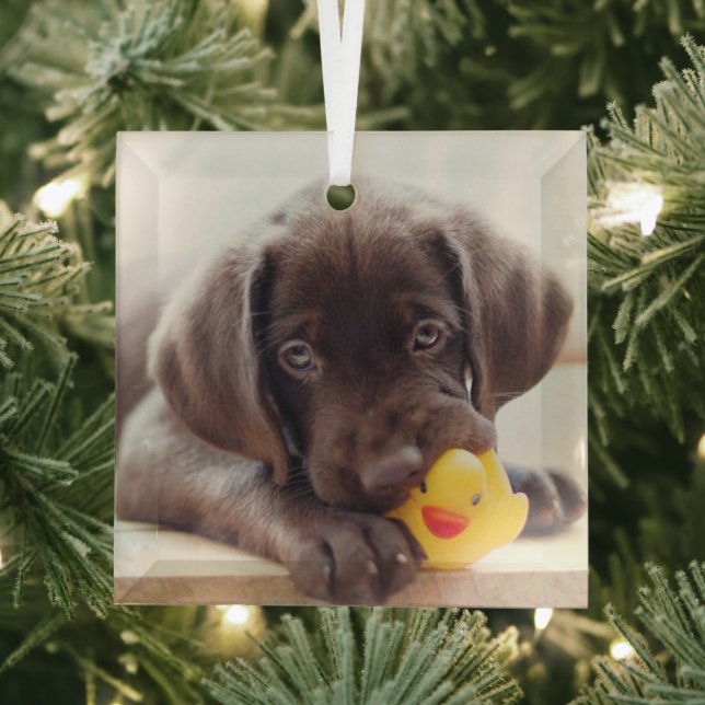 Cutest Baby Animals | Chocolate Labrador Puppy Glass Ornament (Insitu)
