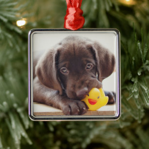 Cutest Baby Animals   Chocolate Labrador Puppy Metal Ornament