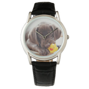 Cutest Baby Animals   Chocolate Labrador Puppy Watch