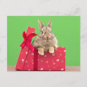 Cutest Baby Animals   Christmas Holiday Bunny Postcard