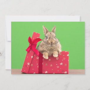 Cutest Baby Animals   Christmas Holiday Bunny Thank You Card