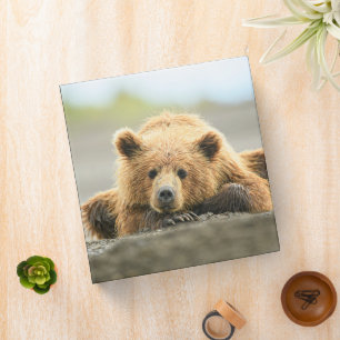 Cutest Baby Animals   Coastal Brown Bear Cub Binder