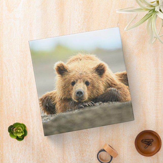 Cutest Baby Animals | Coastal Brown Bear Cub Binder (In Situ)